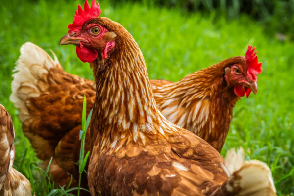 Free range chickens gathering in the shade under the tree