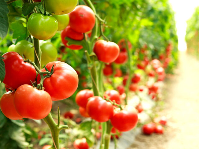 ripe tomatoes on a branch