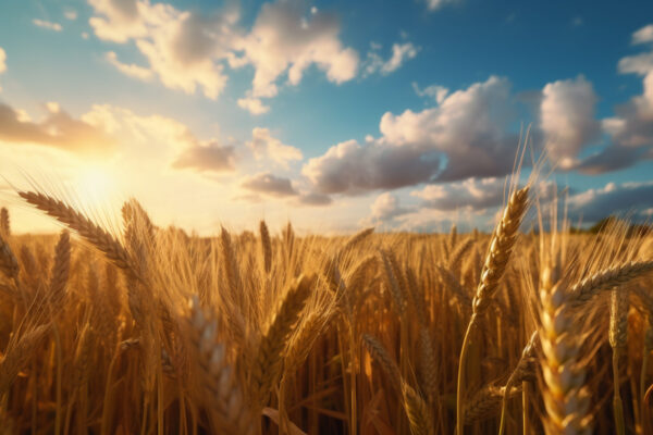 Wheat field with a sunset in the background